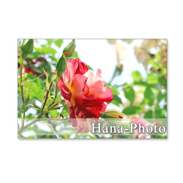 1088) 美しいバラ　   ポストカード５枚セット 3枚目の画像