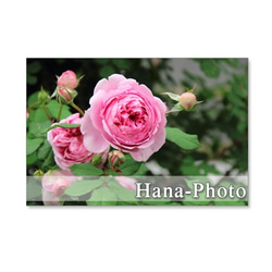 1088) 美しいバラ　   ポストカード５枚セット 4枚目の画像