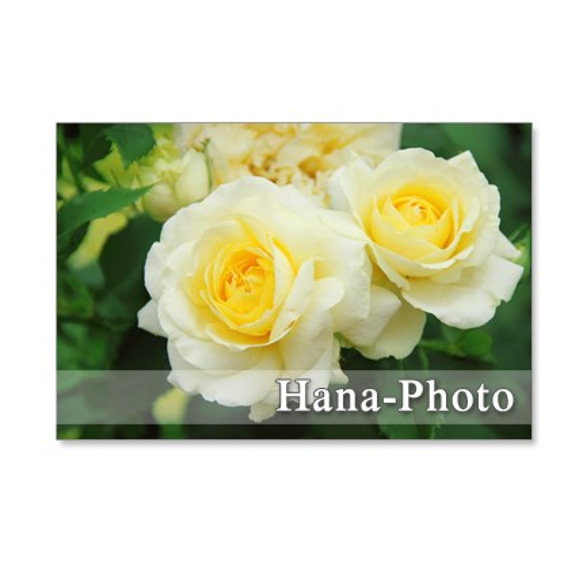 1088) 美しいバラ　   ポストカード５枚セット 5枚目の画像