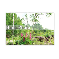 1089) レンギョウ、ルピナス、小川の風景。　ポストカード5枚セット 2枚目の画像