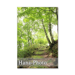 1089) レンギョウ、ルピナス、小川の風景。　ポストカード5枚セット 3枚目の画像