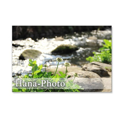 1089) レンギョウ、ルピナス、小川の風景。　ポストカード5枚セット 5枚目の画像