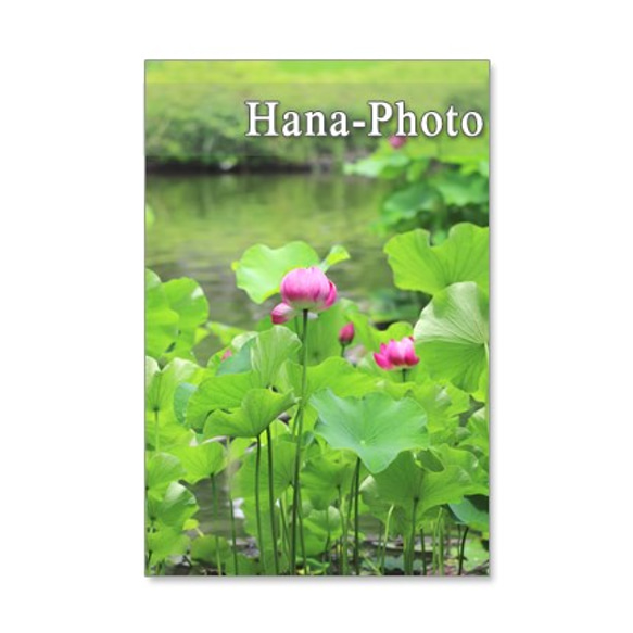 1090) ヒョウタン、萩　緑の風景　ポストカード5枚セット 4枚目の画像