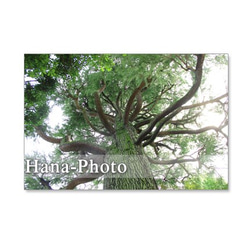 1090) ヒョウタン、萩　緑の風景　ポストカード5枚セット 5枚目の画像