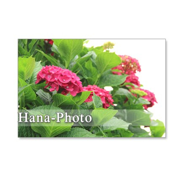 1094) 水色、赤、ピンクの紫陽花、それにアレンジメント　ポストカード5枚組 3枚目の画像