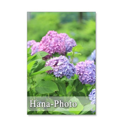 1094) 水色、赤、ピンクの紫陽花、それにアレンジメント　ポストカード5枚組 4枚目の画像