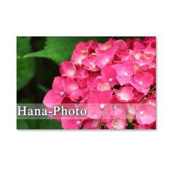1094) 水色、赤、ピンクの紫陽花、それにアレンジメント　ポストカード5枚組 5枚目の画像