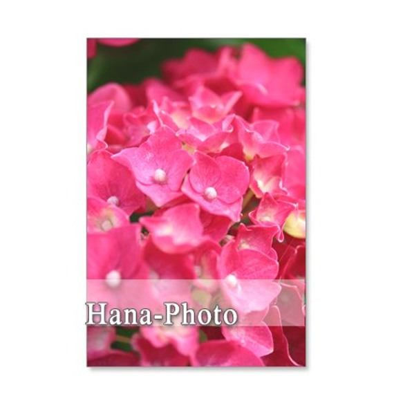 1096) 紫陽花　赤、水色　ピンク　アレンジなど       ポストカード5枚組 5枚目の画像
