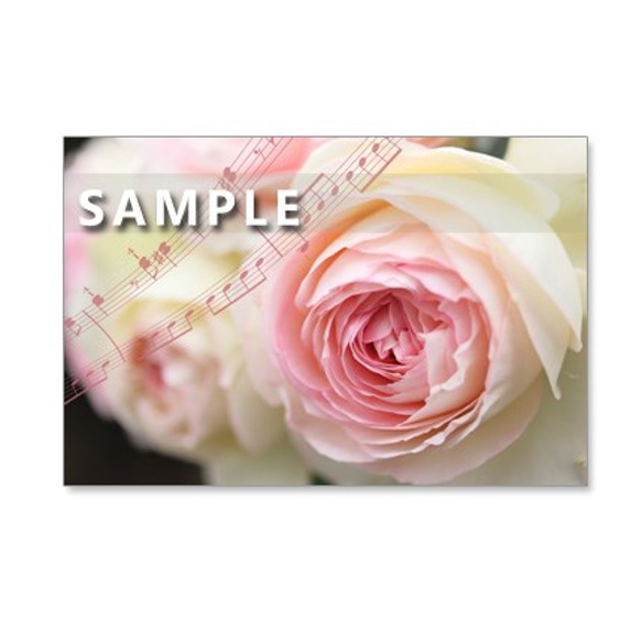 1108) ピンクのバラのブーケたち　　ポストカード5枚組 3枚目の画像