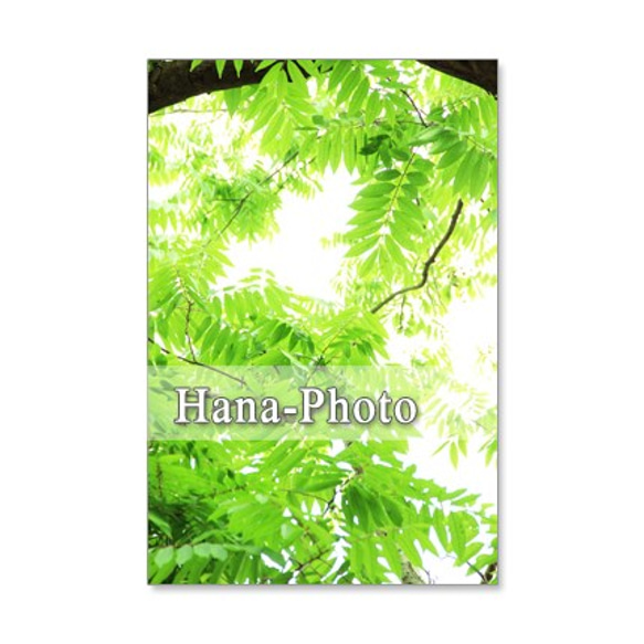 1111)　爽やかな緑の風景　　  ポストカード5枚組　 2枚目の画像