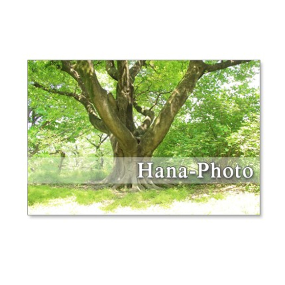 1111)　爽やかな緑の風景　　  ポストカード5枚組　 3枚目の画像
