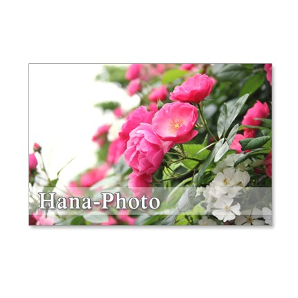 1112)　ブラシの木、ライラック、テマリカンボク、バラ　5月の花　　  ポストカード5枚組　 5枚目の画像