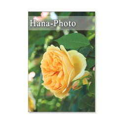 1114) バラのアップ　　　ポストカード５枚組 4枚目の画像
