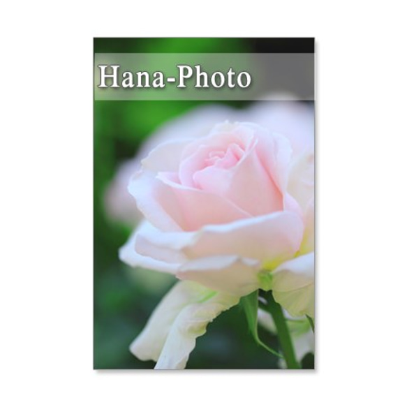 1114) バラのアップ　　　ポストカード５枚組 5枚目の画像