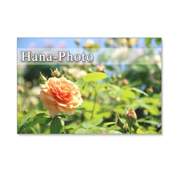 1115) 美しいバラ　　　ポストカード５枚組 1枚目の画像