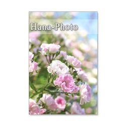 1115) 美しいバラ　　　ポストカード５枚組 2枚目の画像