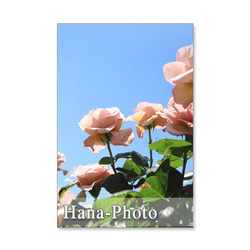 1115) 美しいバラ　　　ポストカード５枚組 3枚目の画像