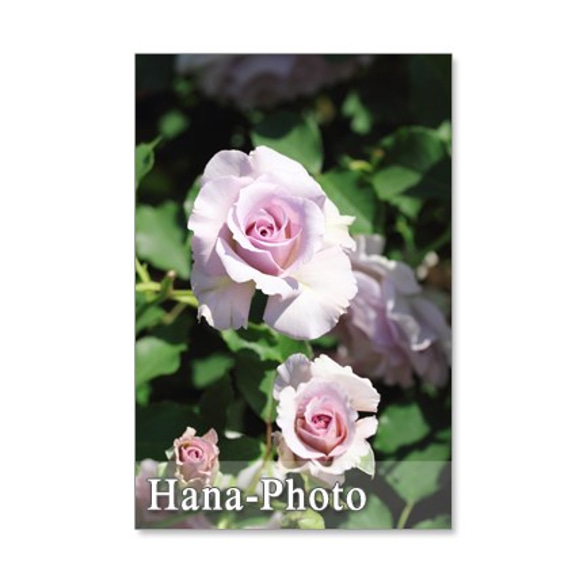 1115) 美しいバラ　　　ポストカード５枚組 4枚目の画像