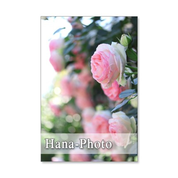 1115) 美しいバラ　　　ポストカード５枚組 5枚目の画像