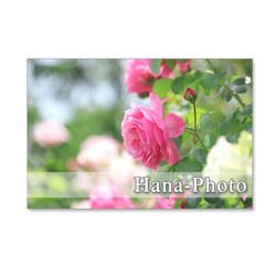 1118)　美しいバラ　　　ポストカード５枚組　 1枚目の画像