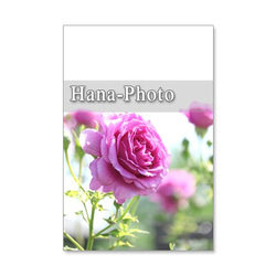 1118)　美しいバラ　　　ポストカード５枚組　 2枚目の画像