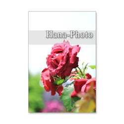 1118)　美しいバラ　　　ポストカード５枚組　 4枚目の画像