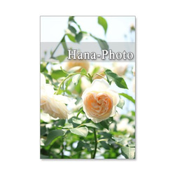 1118)　美しいバラ　　　ポストカード５枚組　 5枚目の画像