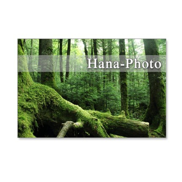 1131)  苔のある風景　　ポストカード5枚組　 4枚目の画像
