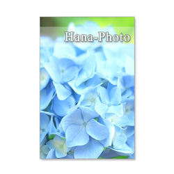 1136)　紫陽花のアップ　　　ポストカード5枚組 1枚目の画像