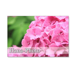 1136)　紫陽花のアップ　　　ポストカード5枚組 2枚目の画像