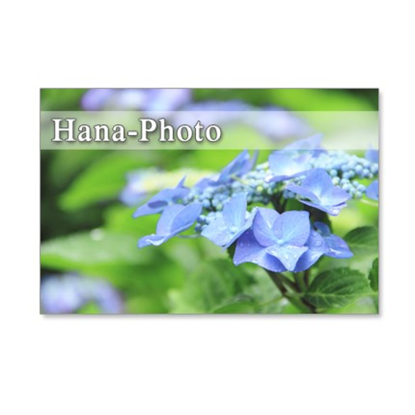 1136)　紫陽花のアップ　　　ポストカード5枚組 4枚目の画像