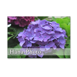 1136)　紫陽花のアップ　　　ポストカード5枚組 5枚目の画像