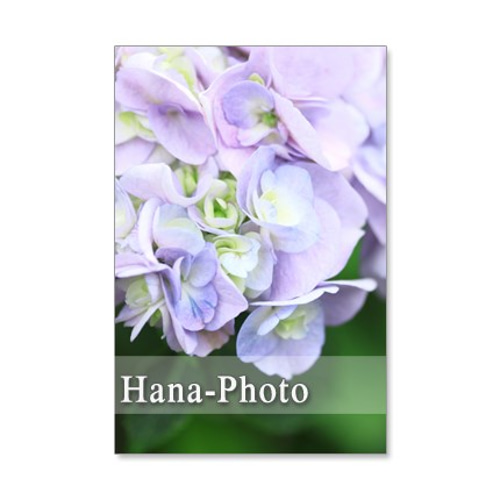 紫陽花パステル画8号