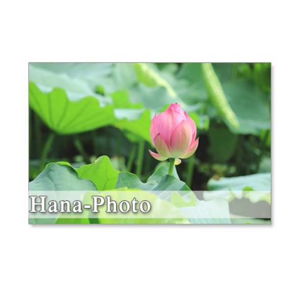 1149）蓮の花　 ポストカード5枚組 2枚目の画像