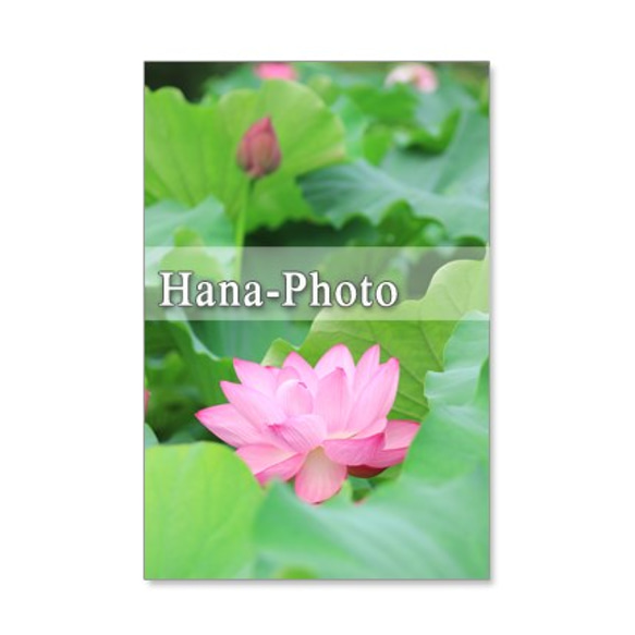 1149）蓮の花　 ポストカード5枚組 4枚目の画像