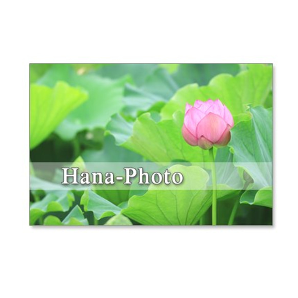 1149）蓮の花　 ポストカード5枚組 5枚目の画像