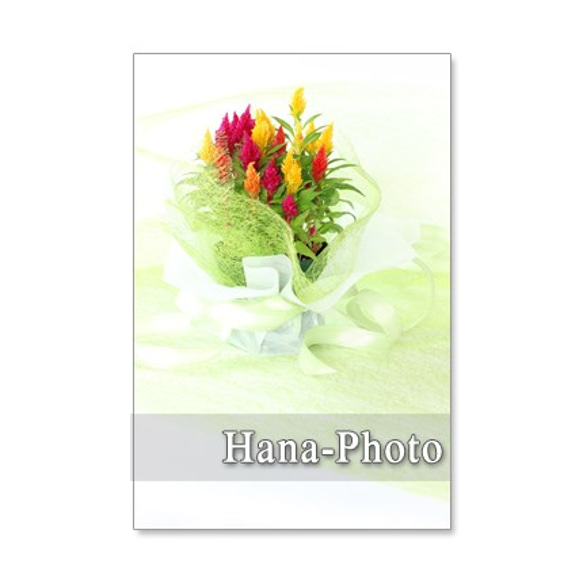 1155)  鶏頭、ダリヤ、オオデマリ・・・夏の素敵な花　　ポストカード5枚組 1枚目の画像