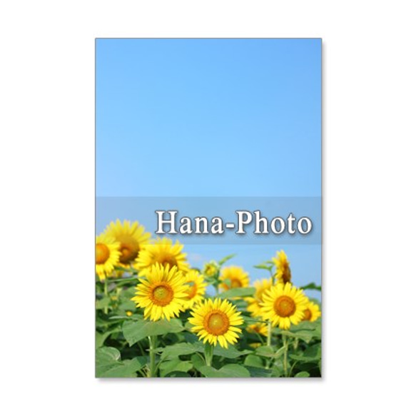 1127) ヒマワリ　6　　ポストカード5枚組 2枚目の画像