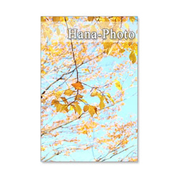 1175)  錦秋の秋       ポストカード5枚組　 2枚目の画像