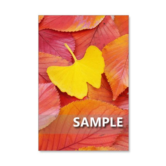 1176)  色鮮やかな秋       ポストカード5枚組　 3枚目の画像