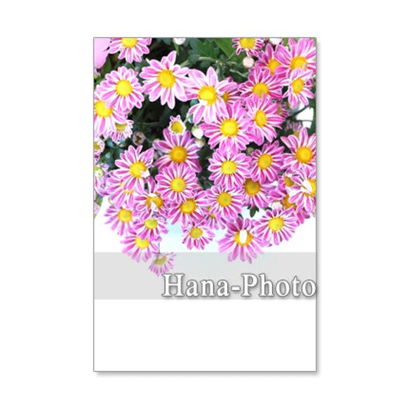 1188)金木犀、菊、紫式部、蕎麦の花、コスモスのアレンジ　　ポストカード5枚組　 2枚目の画像
