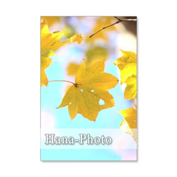 1193)紅葉、黄葉の葉たち　　　ポストカード5枚組　 3枚目の画像