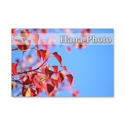 1193)紅葉、黄葉の葉たち　　　ポストカード5枚組　 4枚目の画像