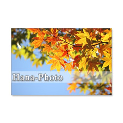 1193)紅葉、黄葉の葉たち　　　ポストカード5枚組　 5枚目の画像