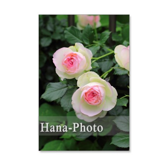 1194) ピンクのバラシリーズ　　　ポストカード5枚組　1 5枚目の画像