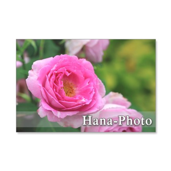 1194) ピンクのバラシリーズ　　　ポストカード5枚組　1 6枚目の画像