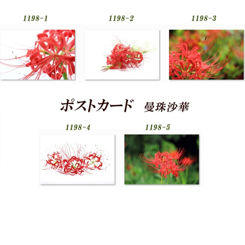 彼岸花 preorder 将作社X CaesarWorks 彼岸花LYCORIS 塑料拼装模型