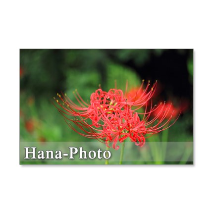 石垣と曼珠沙華 (彼岸花) 今が見頃！ 東京・葛飾区で彼岸花（曼珠沙華）が見られる