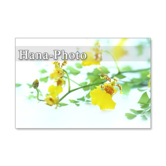 1202) 洋蘭2　　ポストカード5枚組 5枚目の画像