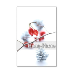 1207)鈴バラの赤い実　　ポストカード5枚組　 4枚目の画像